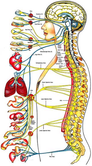 organs of human body. The Human Body